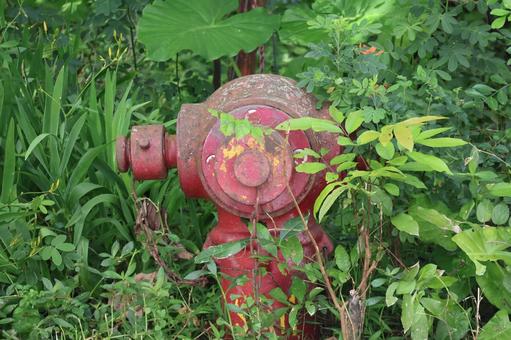 緑の植物の花に古い赤い消火栓 緑の植物の花に古い赤い消火栓 緑,植物,花の写真素材