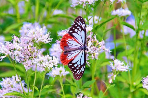 旅する蝶・アサギマダラ アサギマダラ,旅する蝶,チョウの写真素材