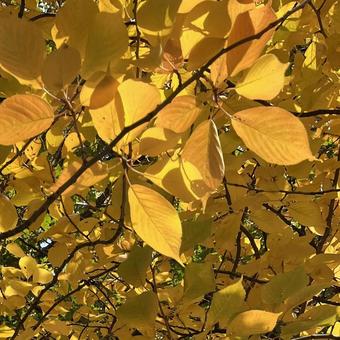 秋！黄金色！きらきら 秋,紅葉,黄色の写真素材