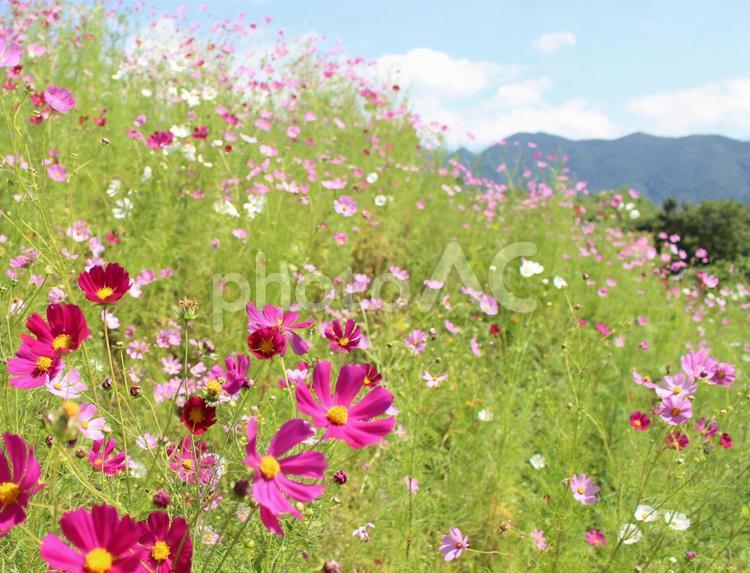 秋晴れの空とコスモスと山並み 花,青空,ピンクの写真素材