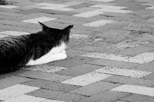ねこ ねこの写真