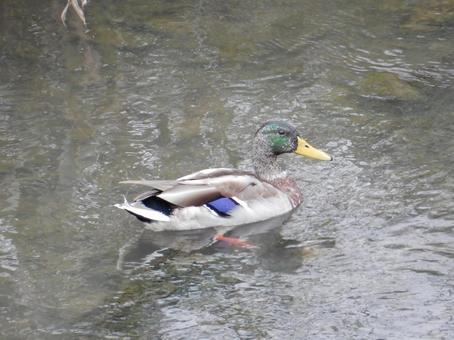 【鳥の写真】マガモ（真鴨）の写真