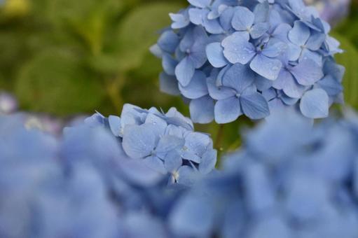 雨上がりの紫陽花 雨上がりの紫陽花の写真