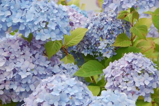 紫陽花 紫陽花の写真