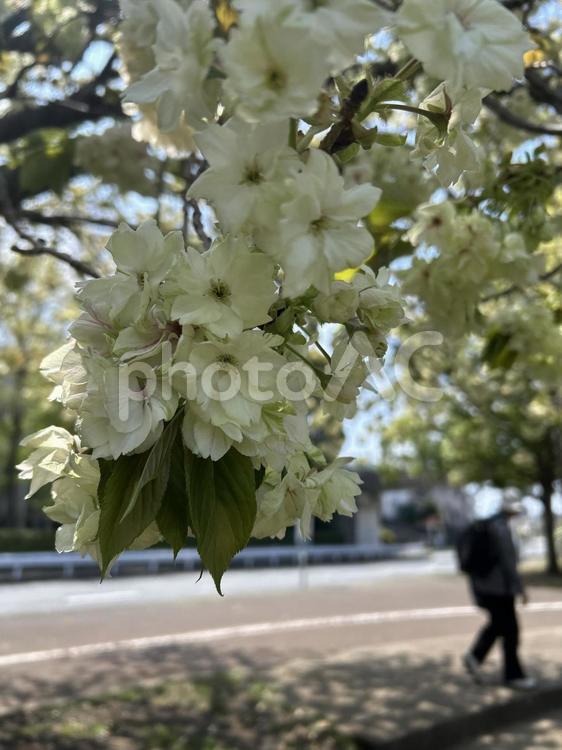 御衣黄桜 サクラ,春,さくらの写真素材