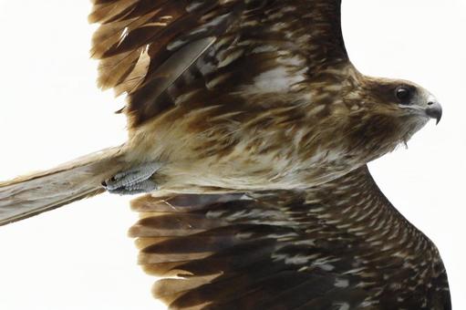 A beautiful shot of a black kite on the Chita Peninsula 01, JPG