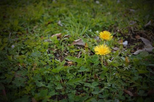 野に咲くタンポポ たんぽぽ,自然,風情の写真素材