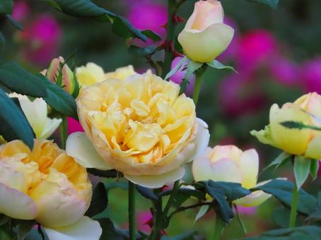 バラ バラ,花,綺麗の写真素材