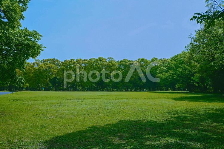 緑の公園 公園,木,森の写真素材