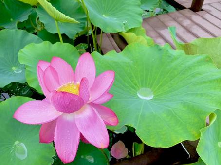 蓮の花 蓮の花の写真