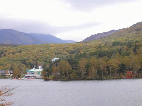 Photo, lake shirakaba, japanese privet (ligustrum japonicum), nagano prefecture, 