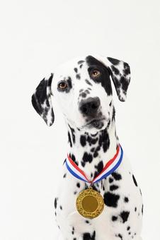Dalmatian with gold medal Dalmatian with gold medal