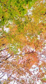 紅葉 紅葉,秋晴れ,冬晴れの写真素材