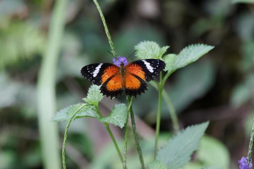 メスキハレギチョウ メスキハレギチョウ,蝶,昆虫の写真素材