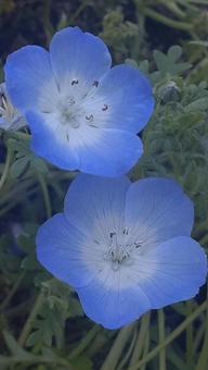 春の青い花　ネモフィラ ネモフィラ,春の花,花の写真素材
