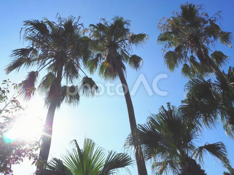 やわらかい朝日とヤシの木 ヤシの木,フェニックス,夏の写真素材
