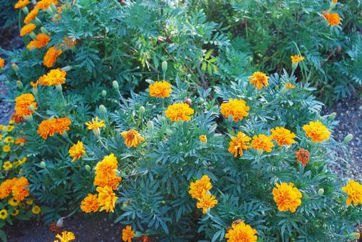マリーゴールドの花壇の写真