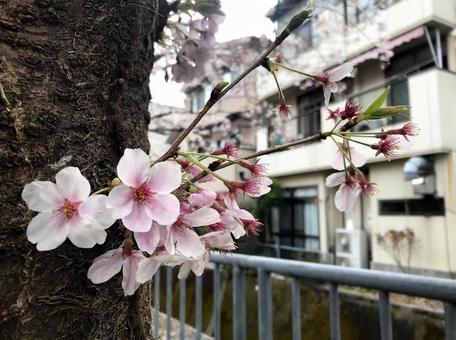 桜 咲く 桜 咲くの写真