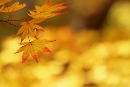 色づく紅葉 色づく紅葉の写真