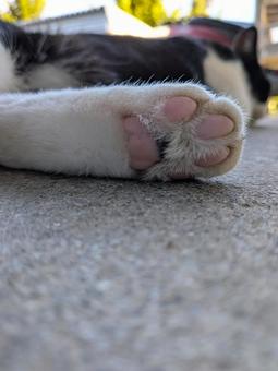 のらねこ 肉球 後ろ足 のらねこ 肉球 後ろ足の写真