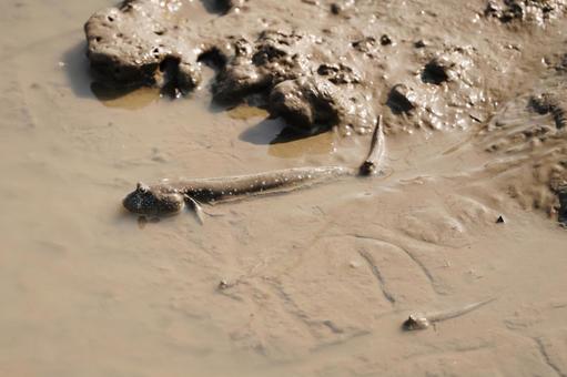 佐賀 干潟よか公園 ムツゴロウ4 ムツゴロウ,トビハゼ,ハゼの写真素材