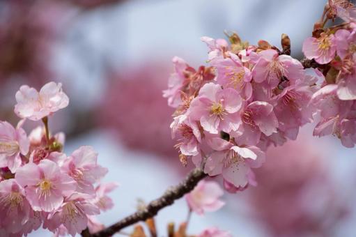 河津桜 河津桜の写真