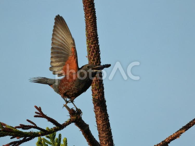 羽を広げたイソヒヨドリ イソヒヨドリ,鳥,小鳥の写真素材