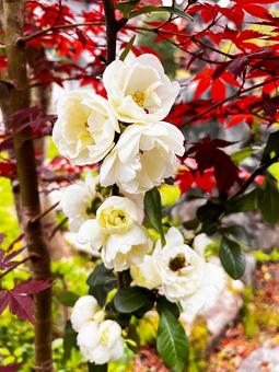 A white quince flower bloomed, JPG A white quince flower bloomed, JPG
