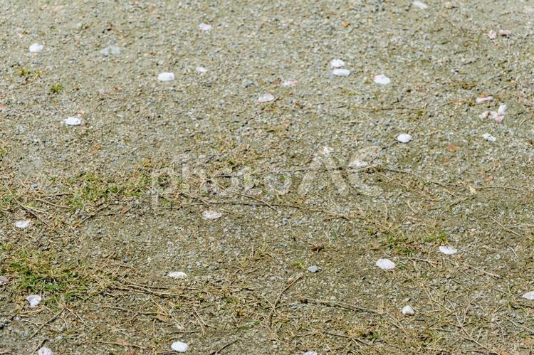 春の地面に舞う桜の花びら 地面,砂利,砂の写真素材