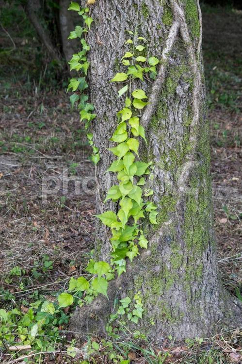 木に巻き付く蔦 自然,植物,風景の写真素材