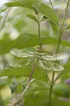 Photo, creatures, animal, insect, 