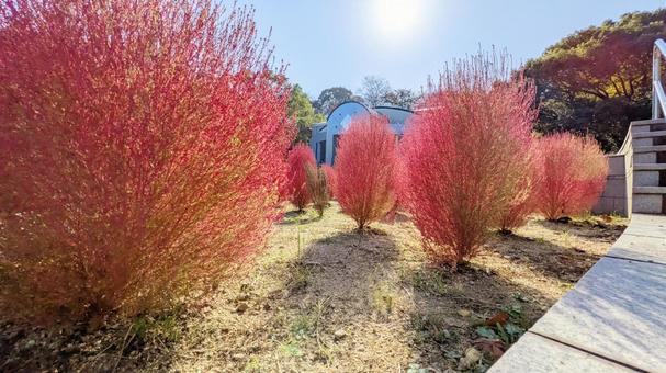 秋のポンポン行進 コキア,ほうき草,秋の写真素材