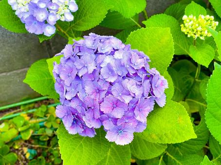 初夏の花 紫色のアジサイの花 初夏の花 紫色のアジサイの花の写真