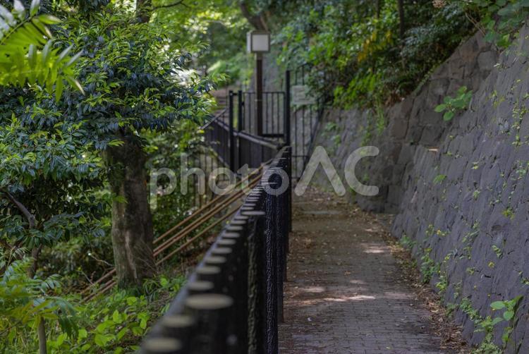 公園の中の小路 小径,小路,公園の写真素材