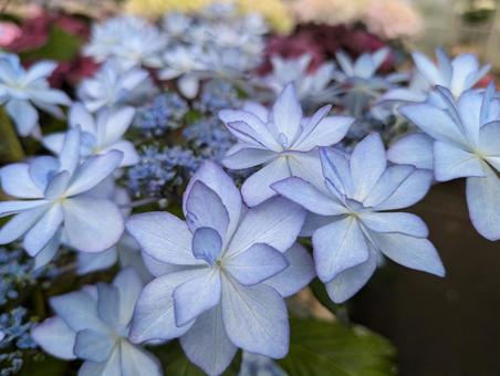 美しい水色の紫陽花 美しい水色の紫陽花の写真