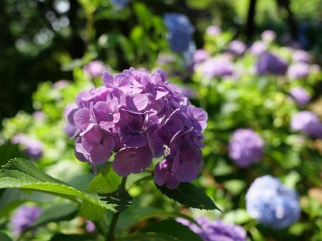多摩川のアジサイ 多摩川のアジサイ あじさい,植物,多摩川の写真素材