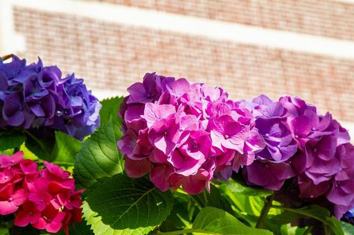 紫陽花 紫陽花 紫陽花,あじさい,花の写真素材