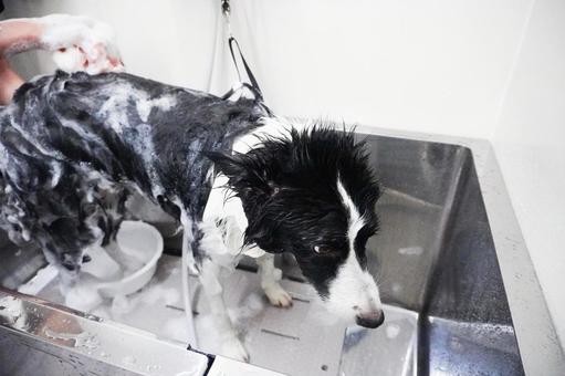 トリミング 中型犬のシャンプー ドッグバス,トリミング,トリマーの写真素材