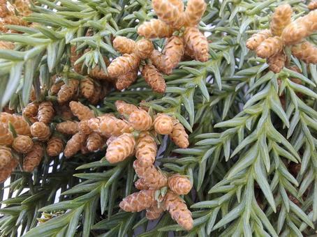 Cedar flower close-up_white background_3, JPG