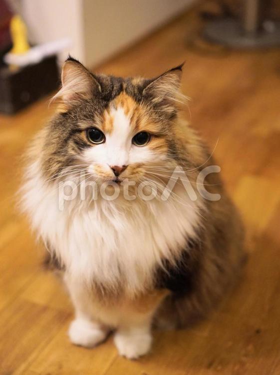 猫（ノルウェイジャンフォレストキャット） 猫,ねこ,catの写真素材