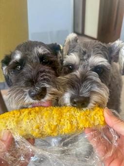 とうもろこしを食べるワンコ とうもろこしを食べるワンコ いぬ,犬,イヌの写真素材