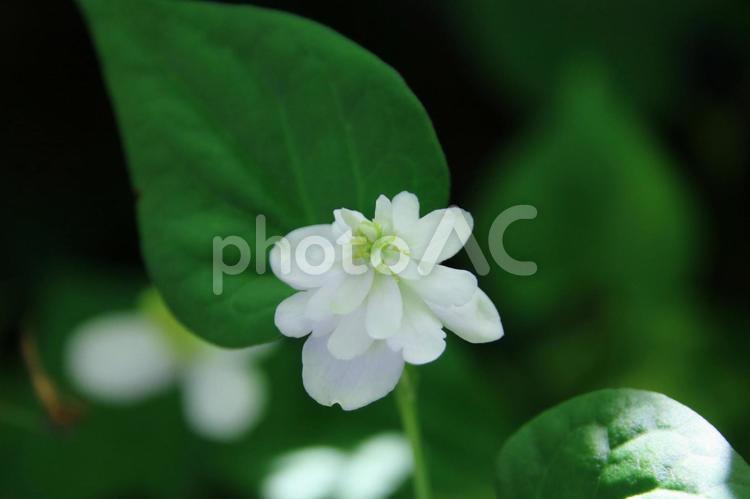 八重咲きのドクダミの花 ドクダミ,八重咲き,花の写真素材