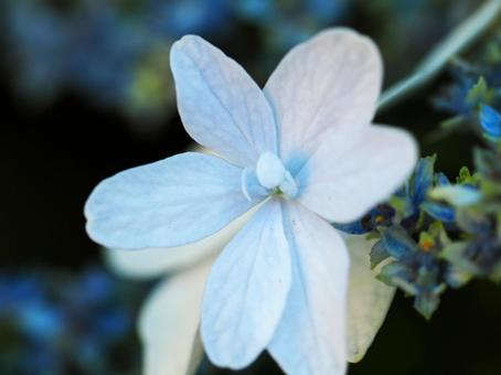 Hydrangea, JPG