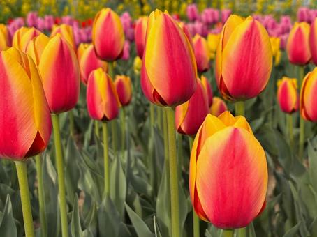 チューリップ チューリップ,赤,春の写真素材