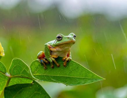 雨の日のアマガエル 雨の日のアマガエルの写真