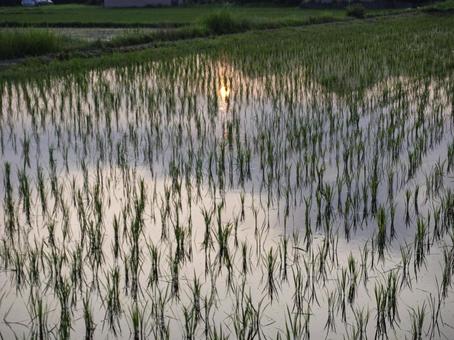 Photo, sunrise, paddy field, rice, 