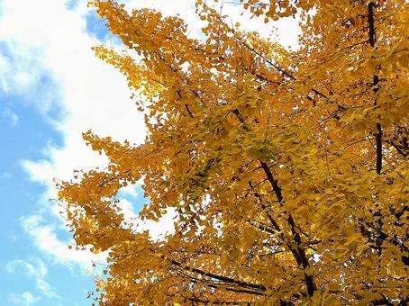 黃葉したイチョウの樹と青空 黃葉したイチョウの樹と青空の写真