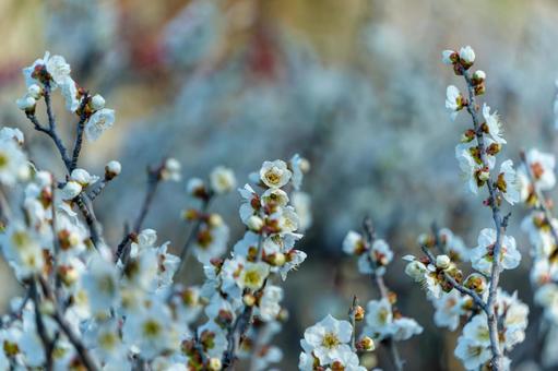 白梅の可憐な花咲く早春の景色 白梅の可憐な花咲く早春の景色の写真