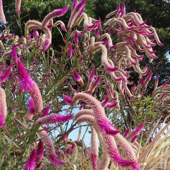 ケイトウ（鶏頭） ケイトウ,鶏頭,花の写真素材