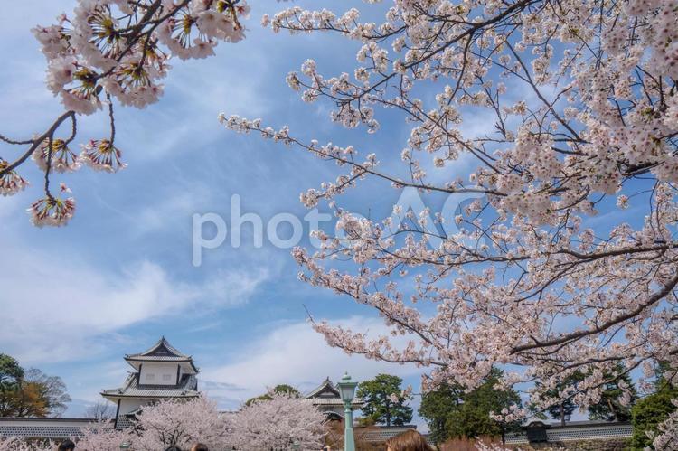 満開の桜と金沢城 桜,金沢城,石川門の写真素材
